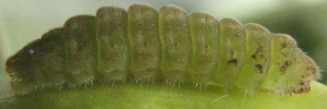Larvae